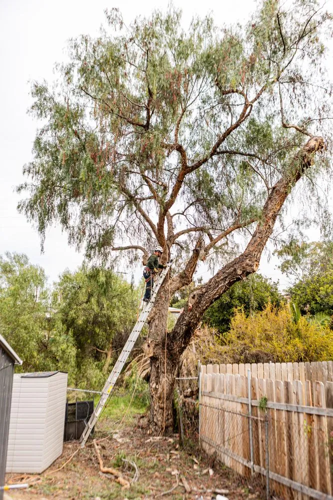 Trusted yard maintenance experts serving San Diego, CA - Trini Tree Services
