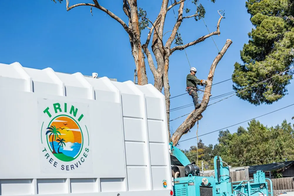 Affordable lawn mowing service for beautiful yards in San Diego, CA by Trini Tree Services