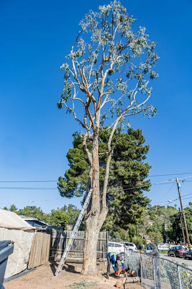 Custom lawn care service for beautiful yards across San Diego, CA - Trini Tree Services