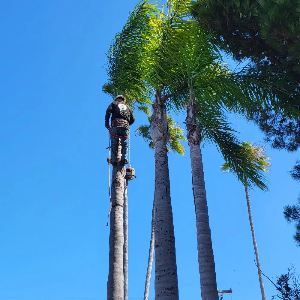 Affordable yard cleanup service experts serving San Diego, CA - Trini Tree Services