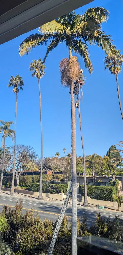 Custom landscape design for beautiful yards across San Diego, CA - Trini Tree Services