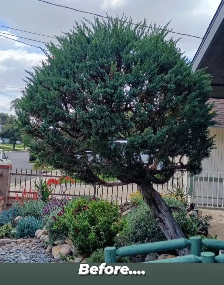 Custom lawn care service for beautiful yards across San Diego, CA - Trini Tree Services