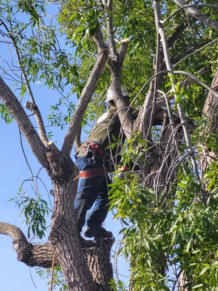Local landscape design in San Diego, CA - Trini Tree Services