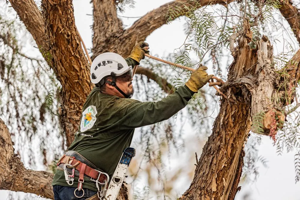 Affordable lawn care service in San Diego, CA - Trini Tree Services