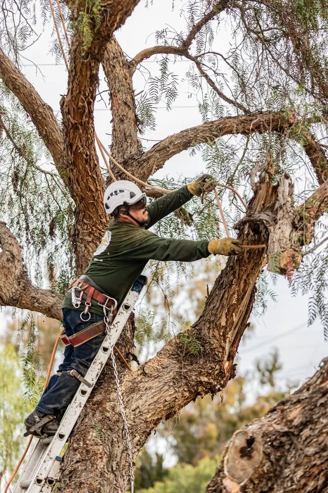 Professional yard cleanup service for year-round maintenance in San Diego, CA by Trini Tree Services
