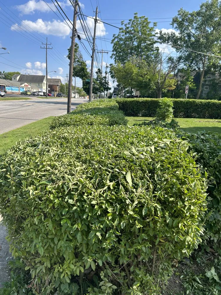 Reliable landscape design for year-round maintenance in Euclid, OH by Trinidadian landscaping and home repairs