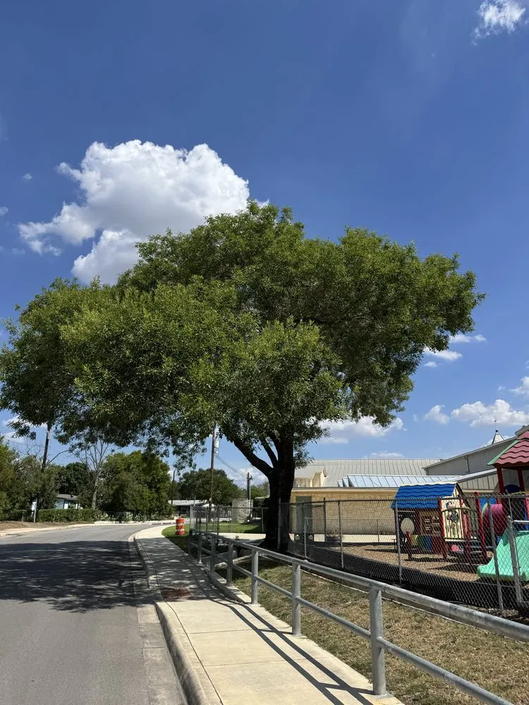 Custom yard cleanup service for beautiful yards in San Antonio, TX by Trinity Landscapes