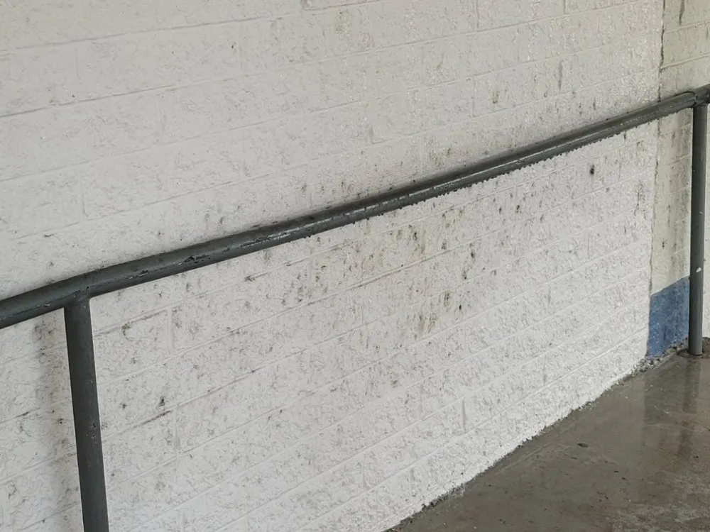 Reliable outdoor landscaping for year-round maintenance across Greenville, NC - Trinity Lawn Care