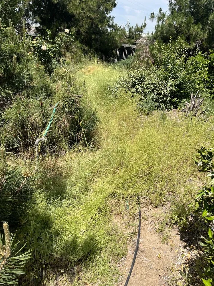 Custom lawn mowing service for beautiful yards in Kerman, CA by TRINITY LAWN CARE