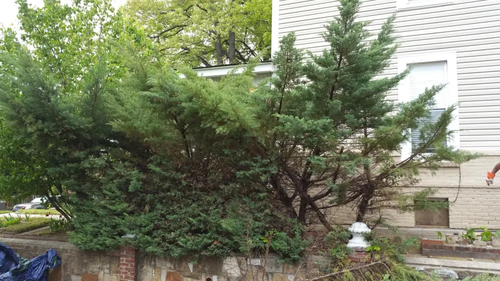 Affordable yard maintenance in Memphis, TN - Trinity Lawn Care