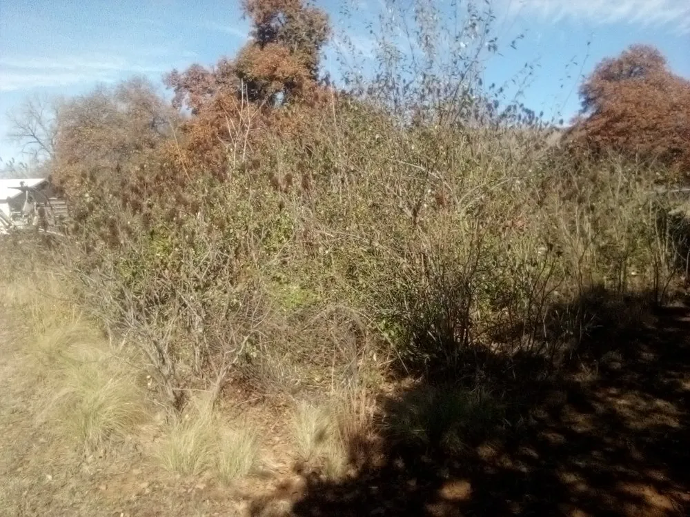 Top-rated lawn care service for beautiful yards across Oklahoma City, OK - Trinity Lawns Landscaping and Tree Service