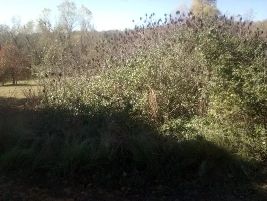 Trinity Lawns Landscaping and Tree Service Logo