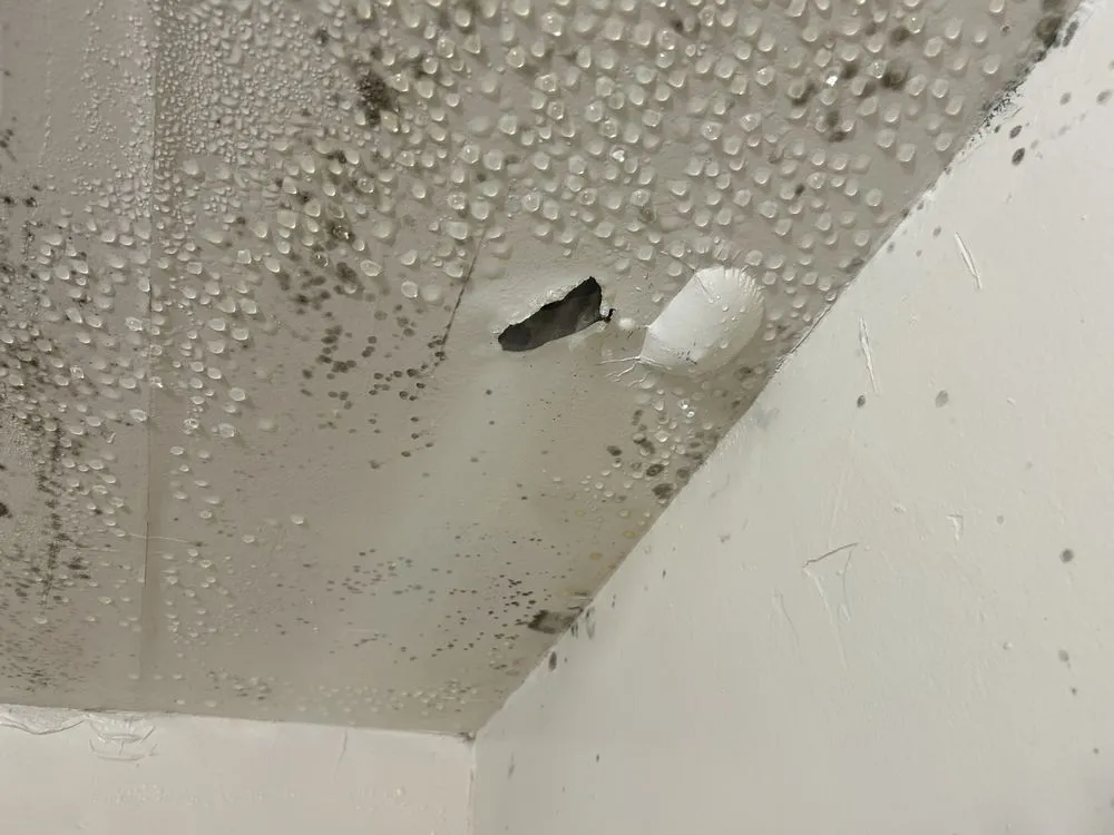 Affordable yard cleanup service in Tallahassee, FL by Trinity Maintenance and Landscaping Consultants