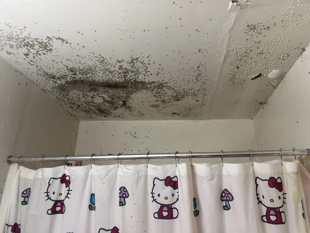 Local yard cleanup service in Tallahassee, FL by Trinity Maintenance and Landscaping Consultants