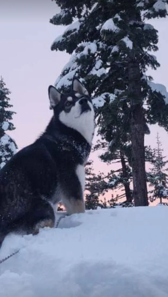 Local lawn mowing service in Grass Valley, CA by Trinity Property Maintenance