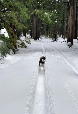 Trinity Property Maintenance Logo