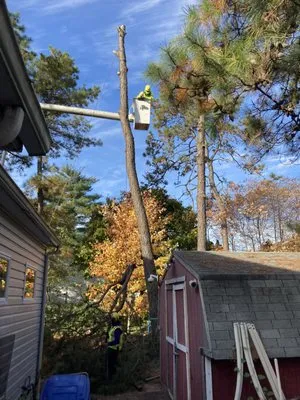 Trinity Tree Experts & Landscaping Logo