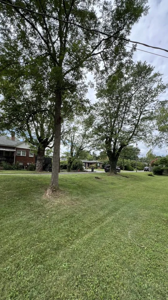 Expert yard cleanup service in Bristol, TN - Trinity Tree Service