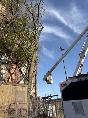 Trinity Tree Service Logo