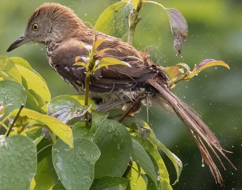 Custom garden landscaping near you across Minneapolis, MN - Trio Landscaping