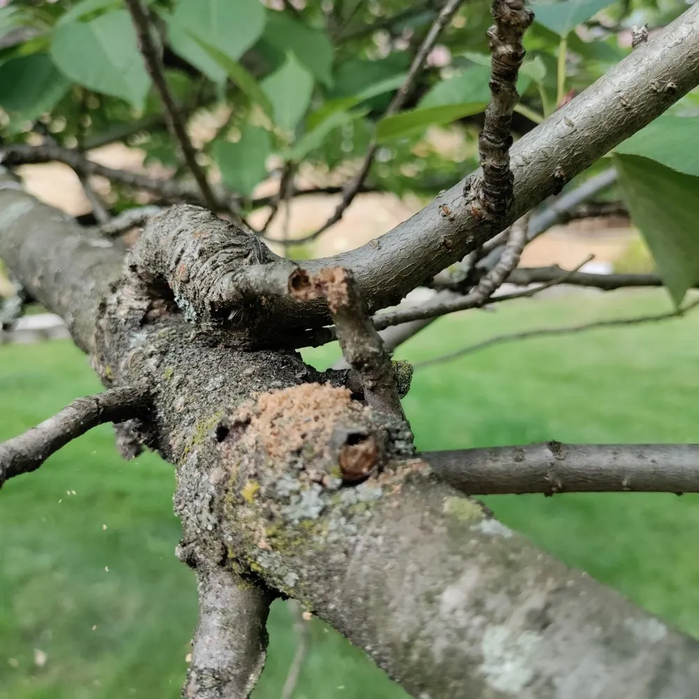 Custom lawn mowing service near you in Lenox, MI by Trio Outdoor Maintenance