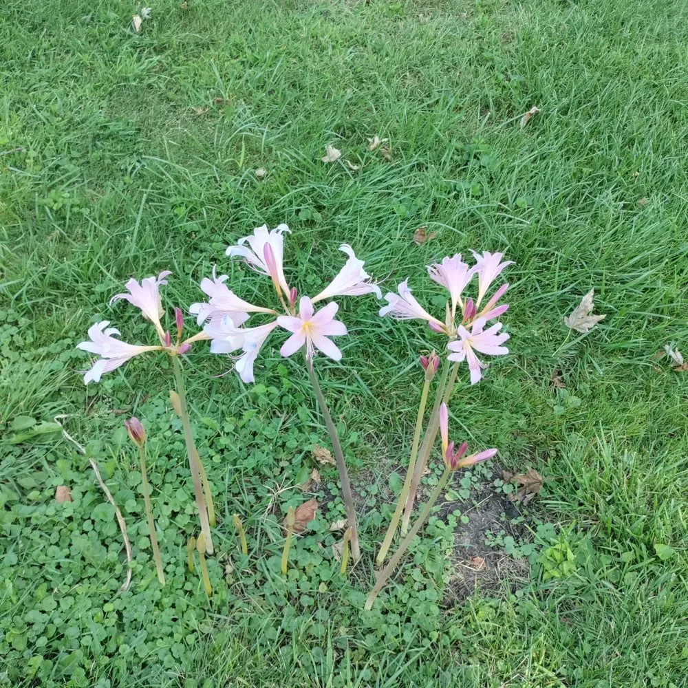 Affordable lawn mowing service in Lenox, MI - Trio Outdoor Maintenance