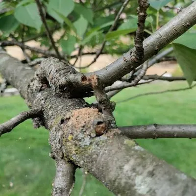 Trio Outdoor Maintenance