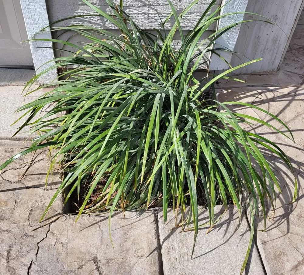 Local garden landscaping for residential properties in Hayward, CA by Triple A Builders