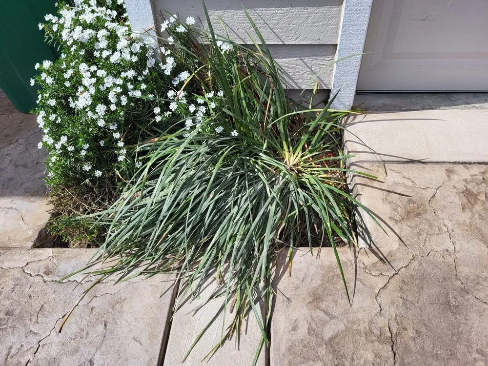 Professional lawn care service in Hayward, CA - Triple A Builders