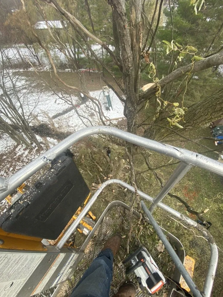 Local lawn care service for residential properties across Tonawanda, NY - Triple A Tree Care And Landscaping