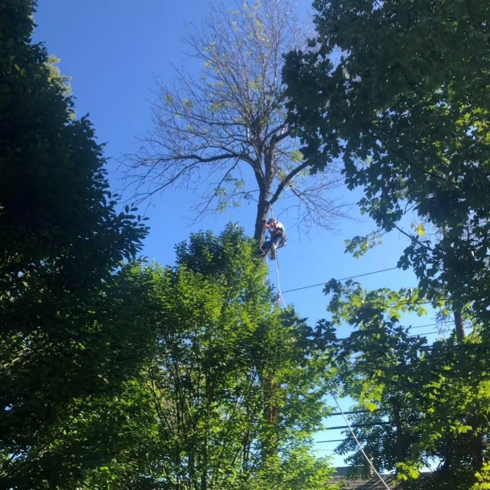 Professional lawn care service for homes across Tonawanda, NY - Triple A Tree Care And Landscaping