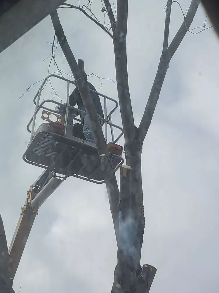 Affordable lawn care service in Tonawanda, NY - Triple A Tree Care And Landscaping