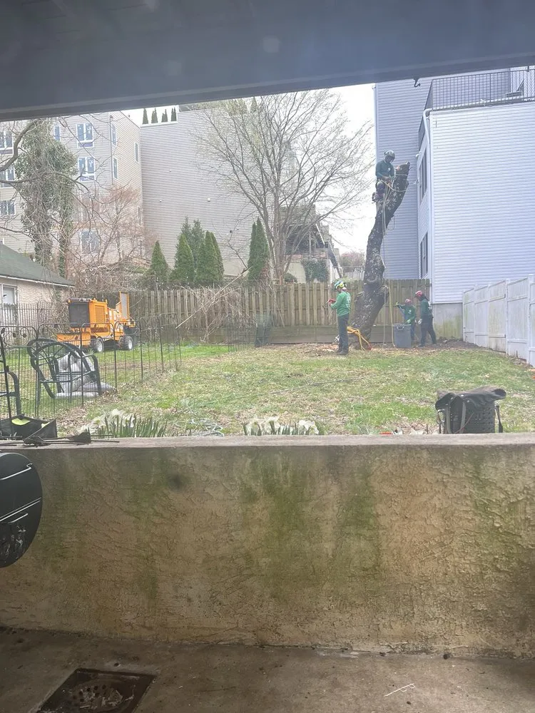 Custom yard cleanup service in Langhorne, PA by Triple A Tree Service