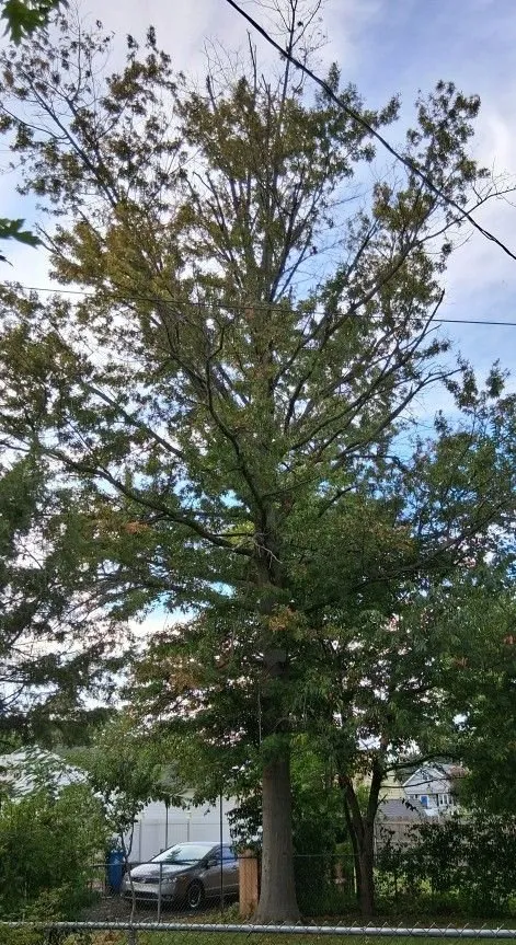 Professional residential landscaping with custom design in Langhorne, PA by Triple A Tree Service