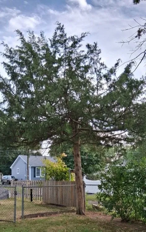 Affordable landscape installation experts serving Langhorne, PA - Triple A Tree Service