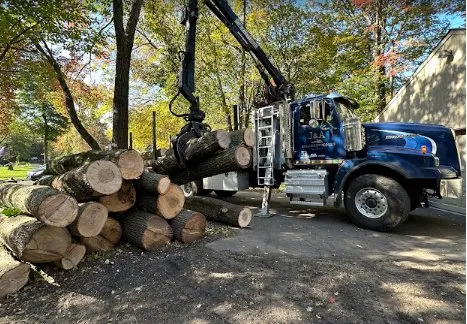 Top-rated yard cleanup service for outdoor upgrades in Langhorne, PA by Triple A Tree Service