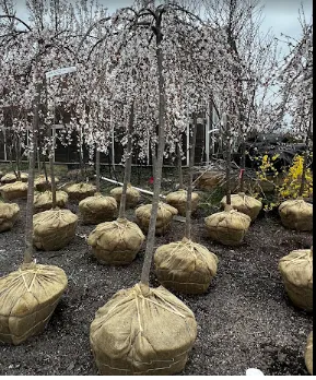 Custom yard maintenance for residential properties in Langhorne, PA by Triple A Tree Service