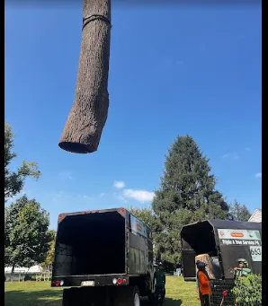 Top-rated residential landscaping in Langhorne, PA by Triple A Tree Service