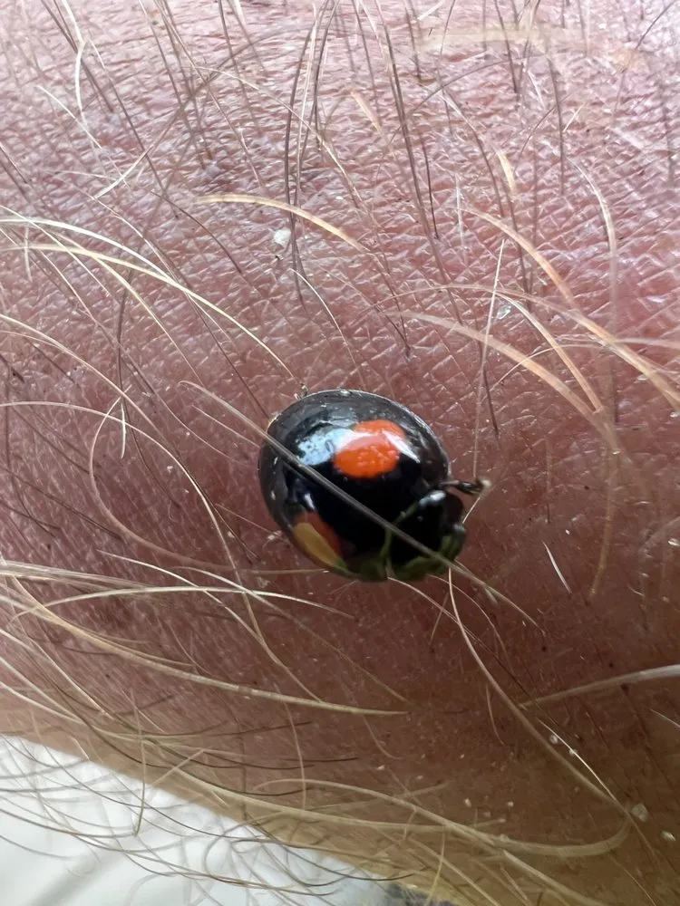 Top-rated yard maintenance in Zephyrhills, FL by Triple A’s Cutz