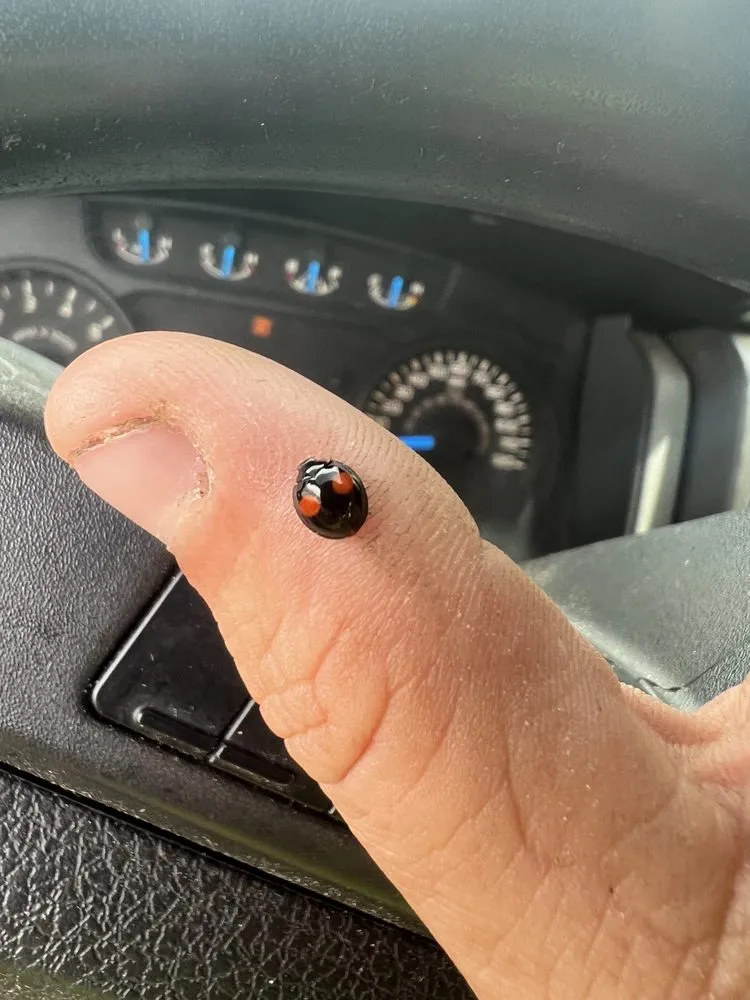 Affordable lawn mowing service experts serving Zephyrhills, FL - Triple A’s Cutz