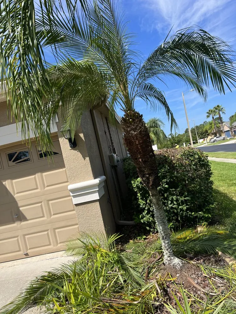 Local yard maintenance in Zephyrhills, FL - Triple A’s Cutz