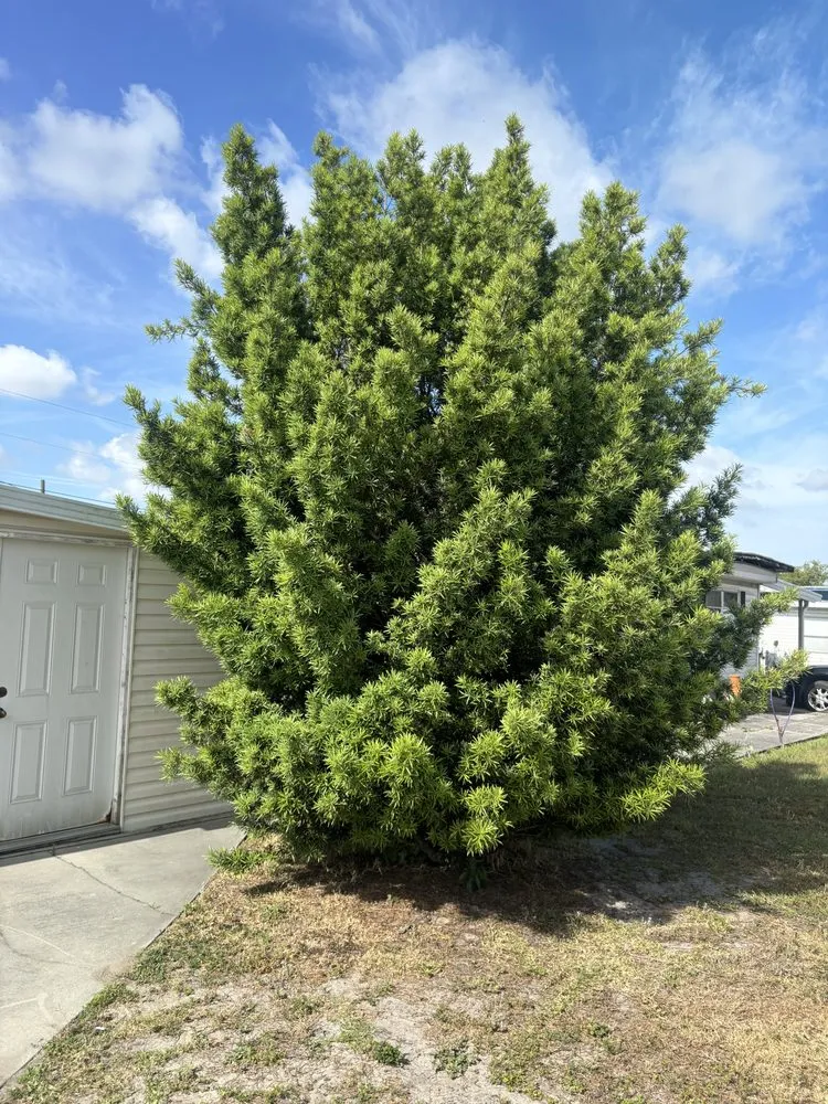 Custom residential landscaping experts serving Zephyrhills, FL - Triple A’s Cutz