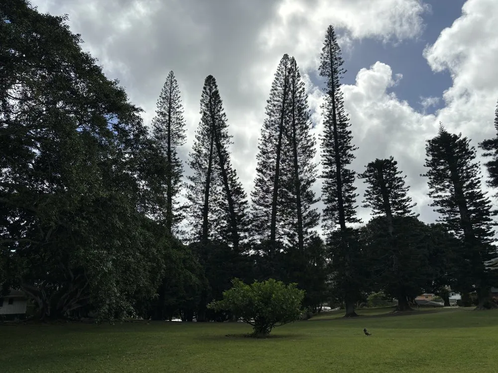 Expert yard cleanup service in Honolulu, HI by Triple