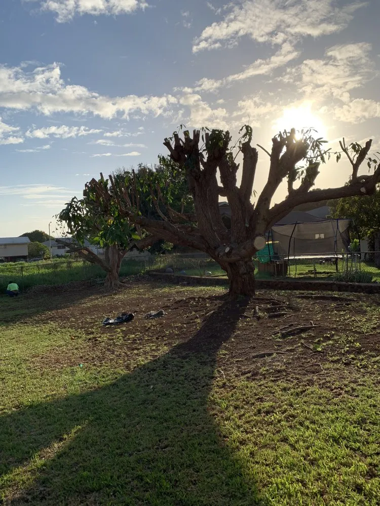 Custom landscaping services for year-round maintenance across Honolulu, HI - Triple