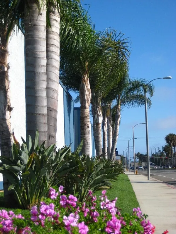 Professional landscape installation in Fountain Valley, CA by Triple Crown Landscape Co