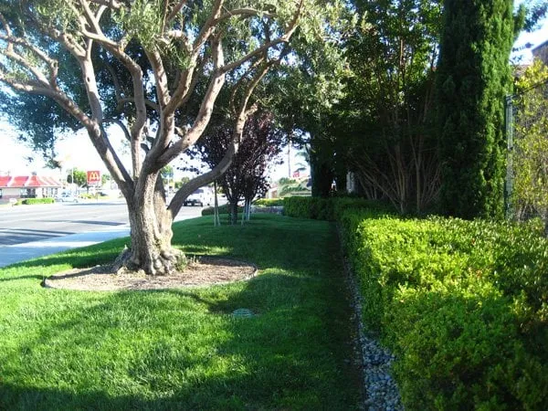 Trusted lawn care service experts serving Fountain Valley, CA - Triple Crown Landscape Co