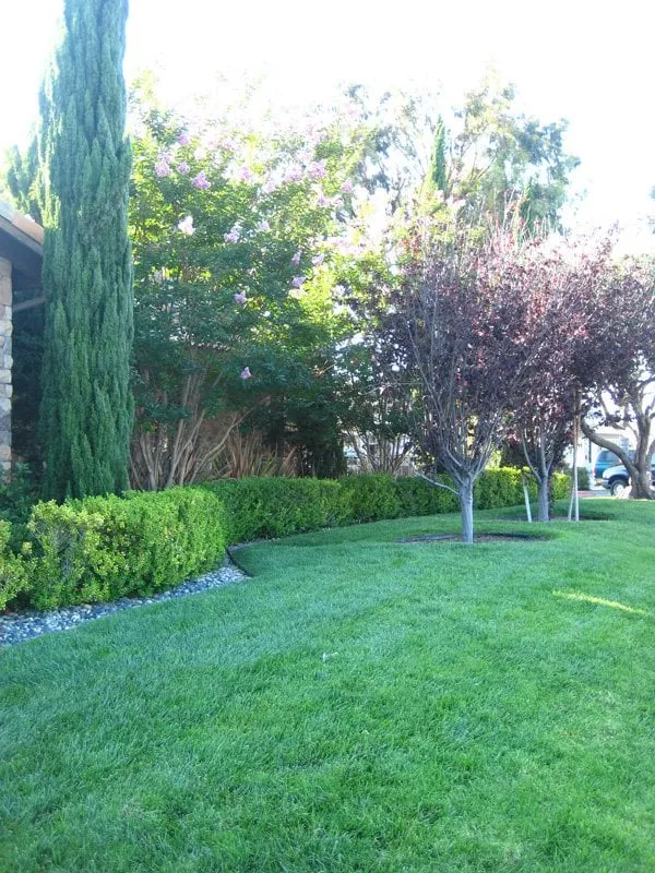 Top-rated yard cleanup service experts serving Fountain Valley, CA - Triple Crown Landscape Co