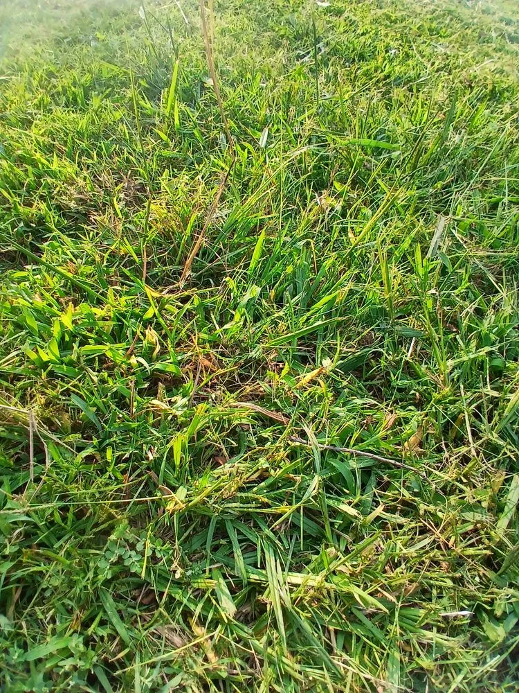 Expert lawn mowing service in Spencer, OK by Triple Diamond Landscaping