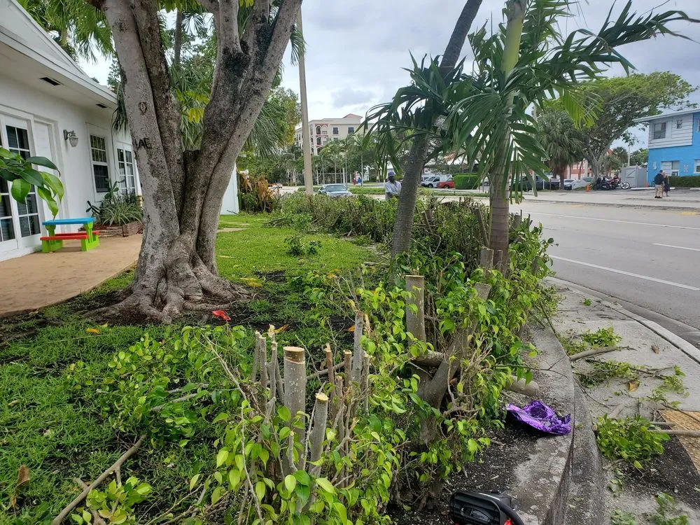 Reliable yard maintenance in Fort Lauderdale, FL - Triple D's Lawn and Handyman