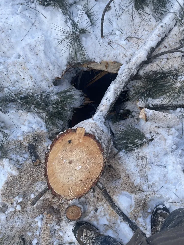 Reliable lawn care service experts serving Reno, NV - Triple E Forestry